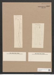 Rhoicosigma arcticum Cleve (de-Toni-Nr.: Genus 15, Species 1135) Zeichnungen Sammlung Grunow Nr. 2232 (NHMW-BOT-W0369323)